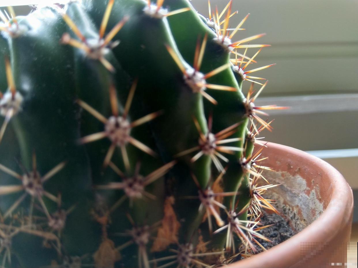 仙人掌怎么嫁接仙人球 仙人掌怎么嫁接仙人球