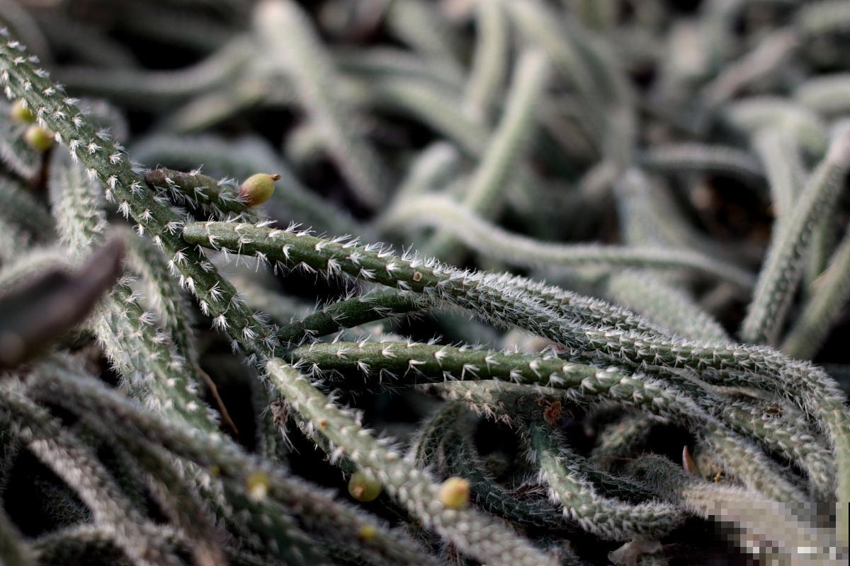 鼠尾仙人掌为什么不开花 鼠尾仙人掌为什么不开花