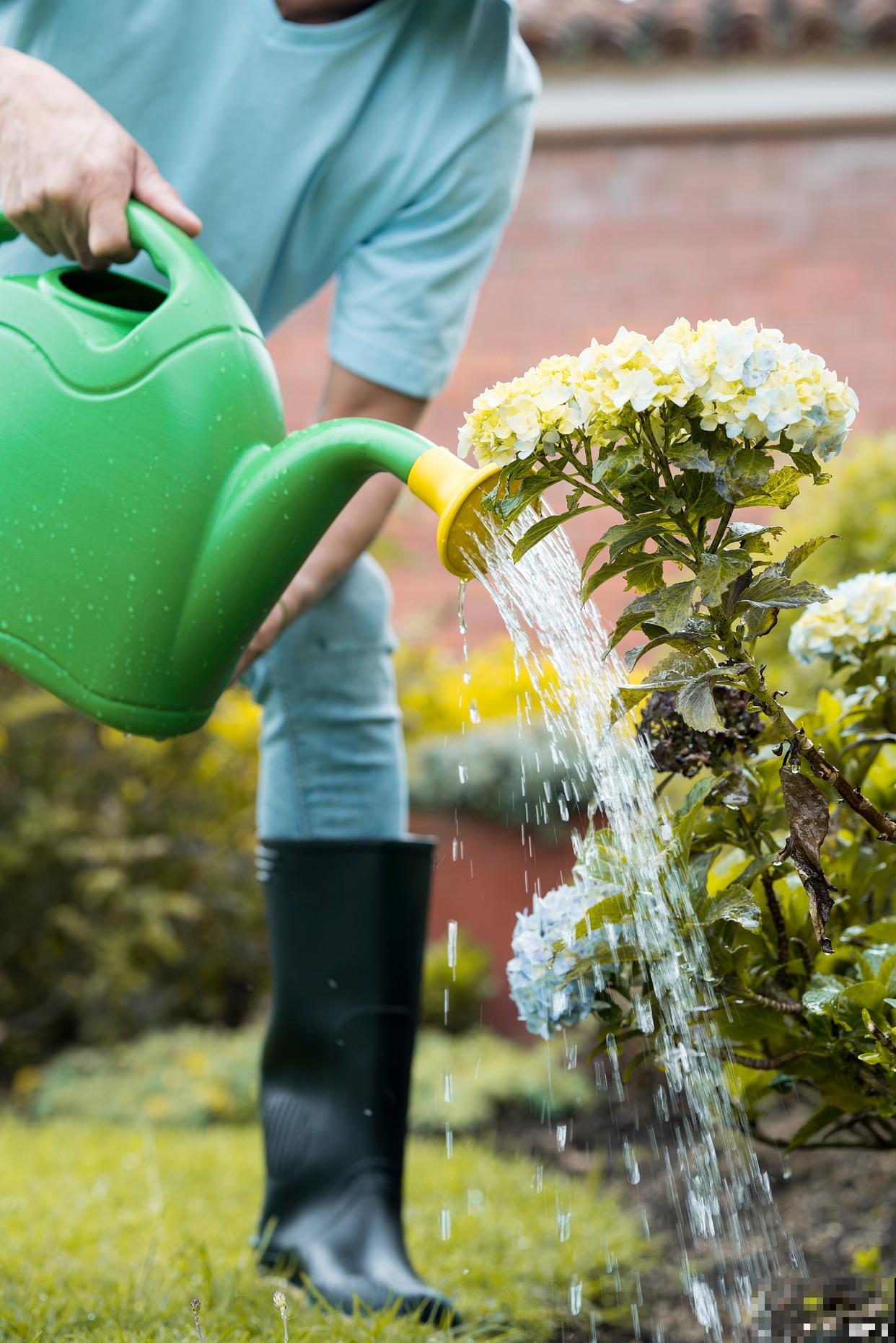 为什么中午不能浇水