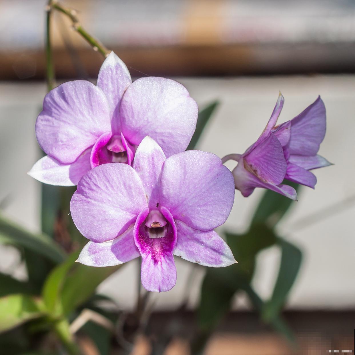 紫根兰花怎么养？