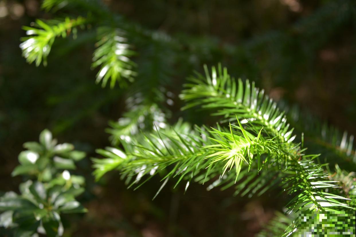 南洋杉盆景适合放在哪