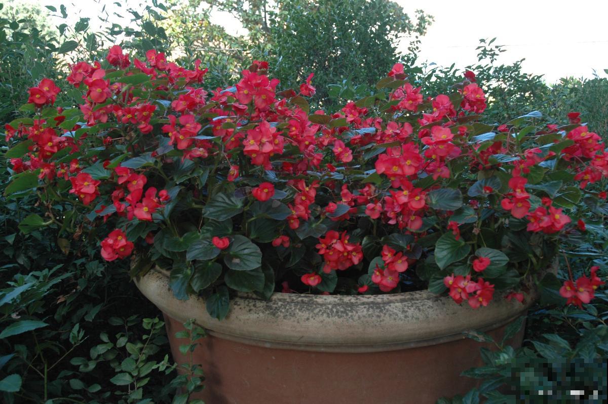 网上买的飘香藤怎么栽 网上买的飘香藤怎么栽