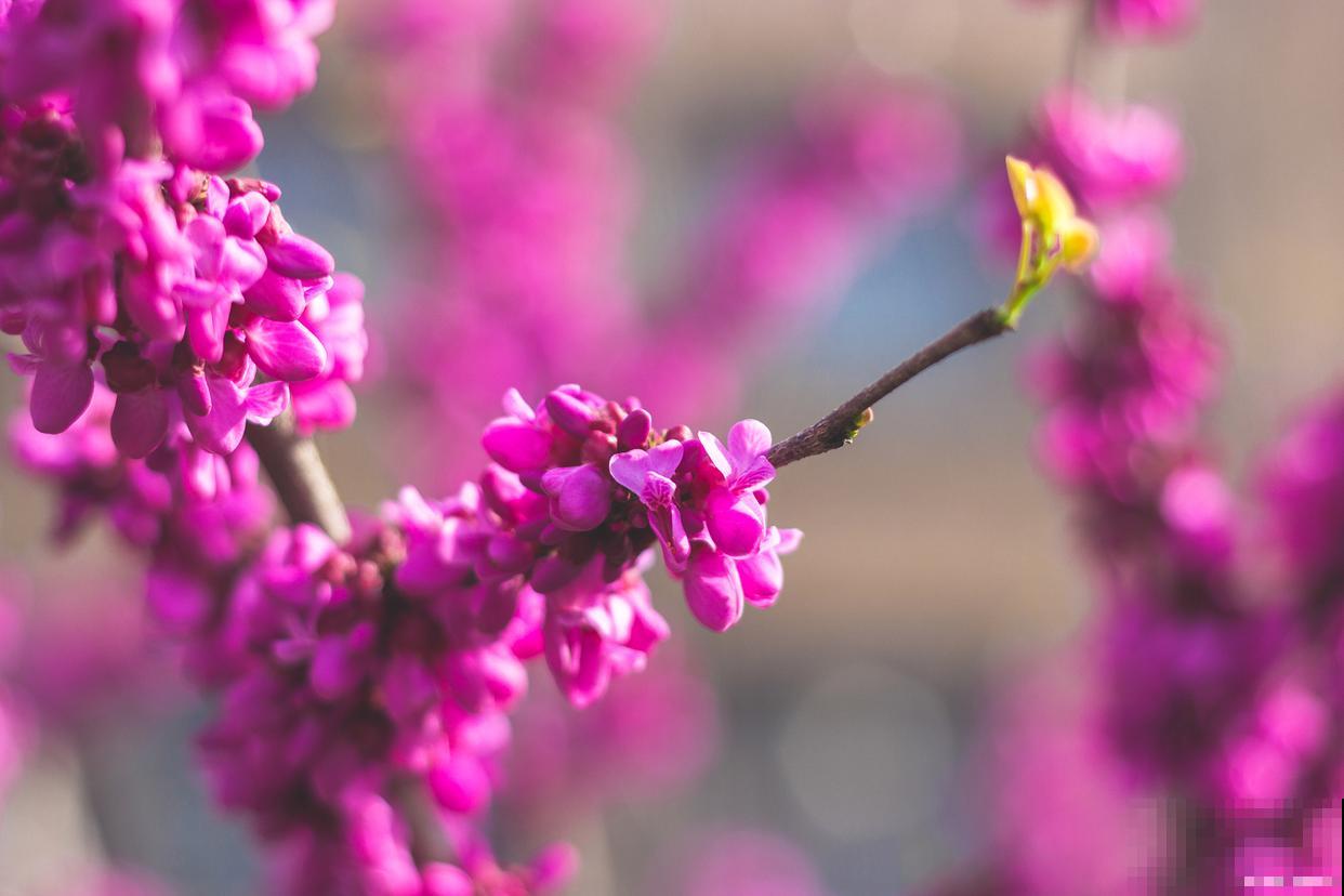 紫荆花怎么种植？
