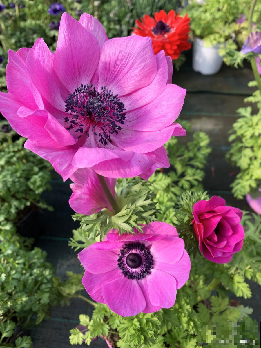 花毛茛枯萎了怎么办