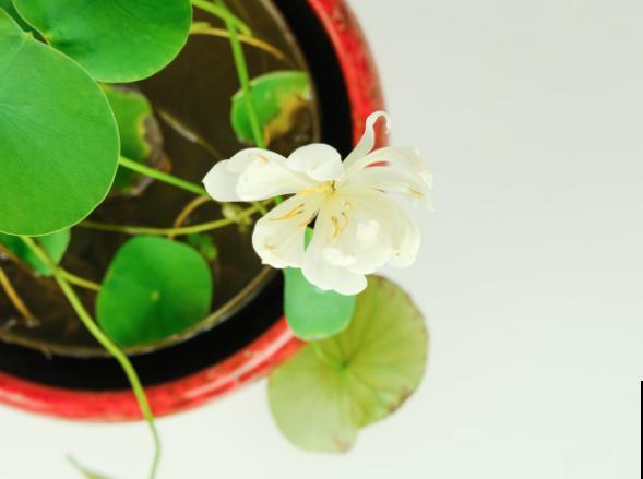 这5种植物，适合在家水养，干净又养眼