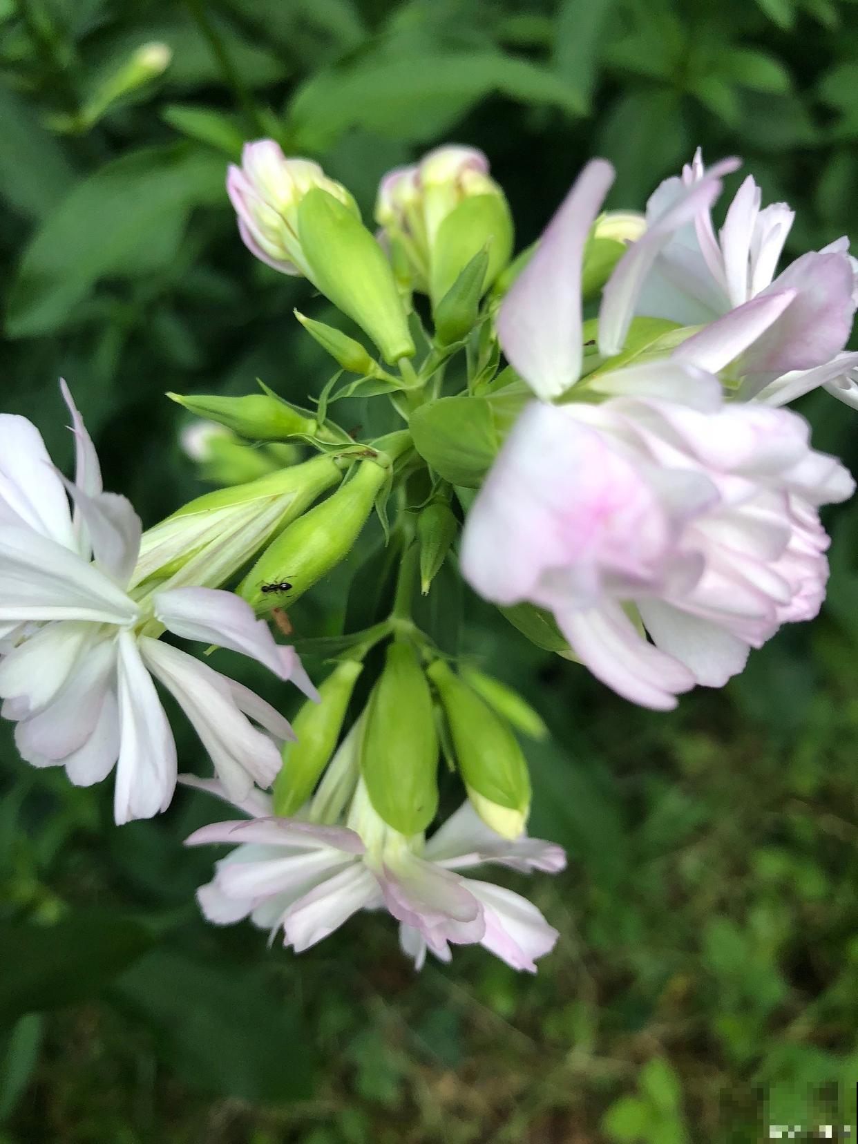 雪里红花怎么养? 雪里红花怎么养?