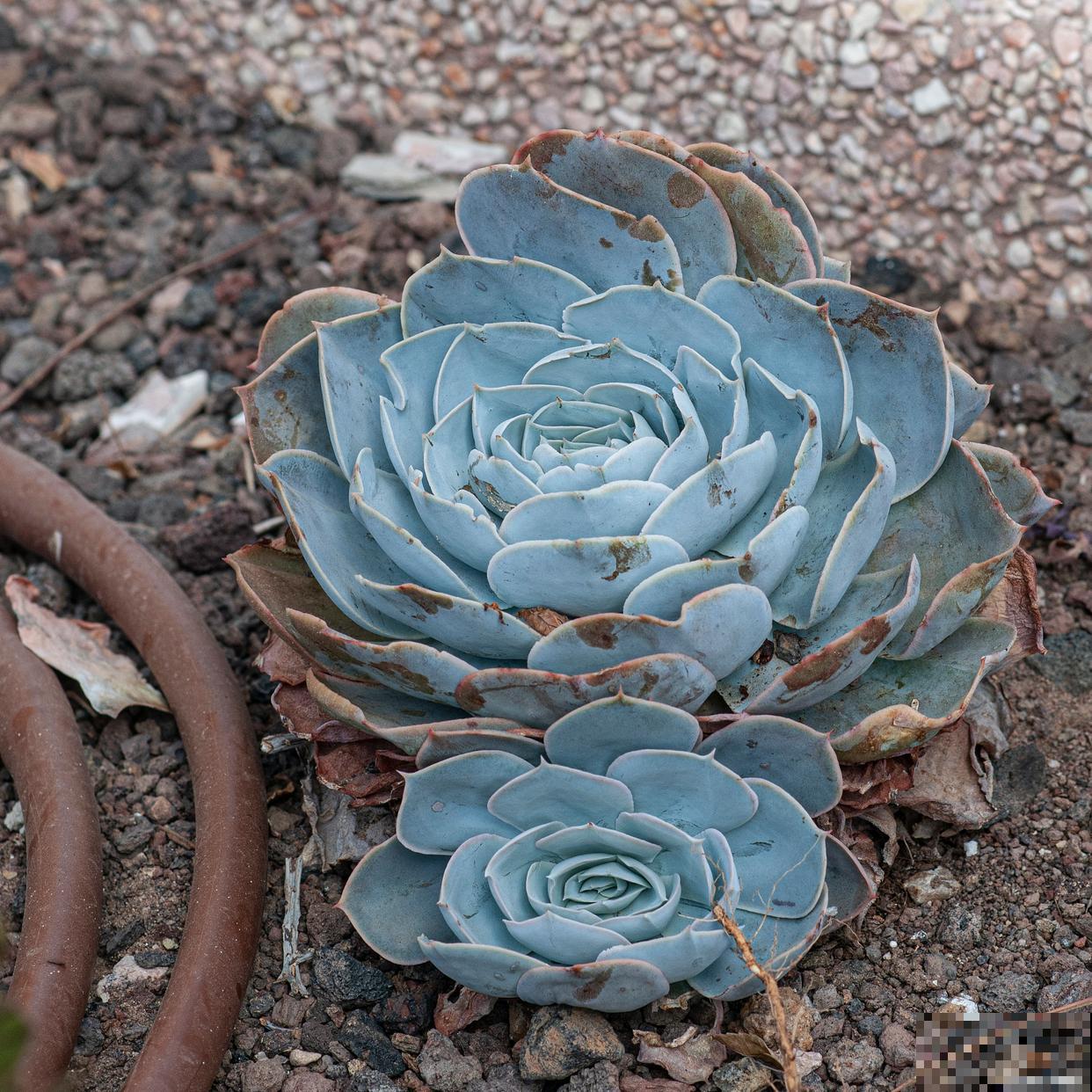 多肉蓝石莲怎么养