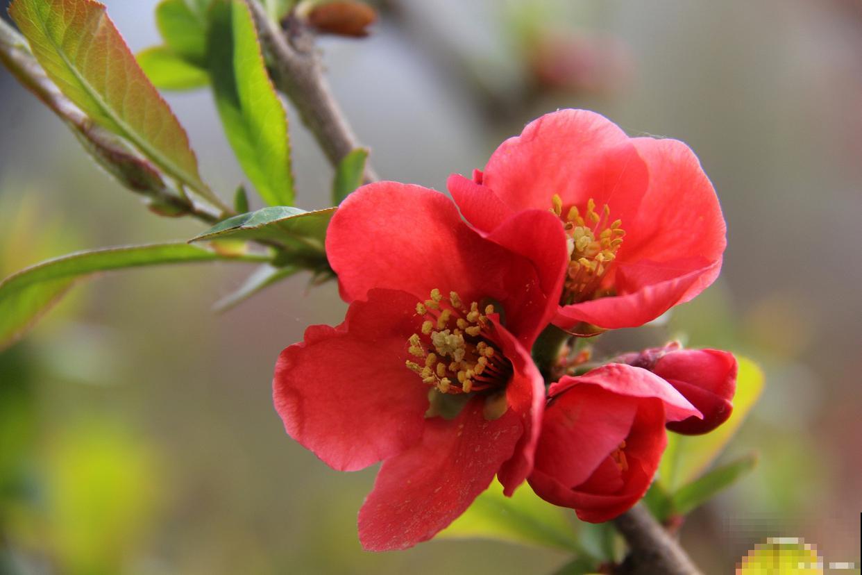 贴梗海棠盆栽怎么养