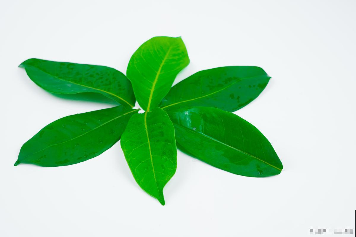 花叶子打卷是怎么回事