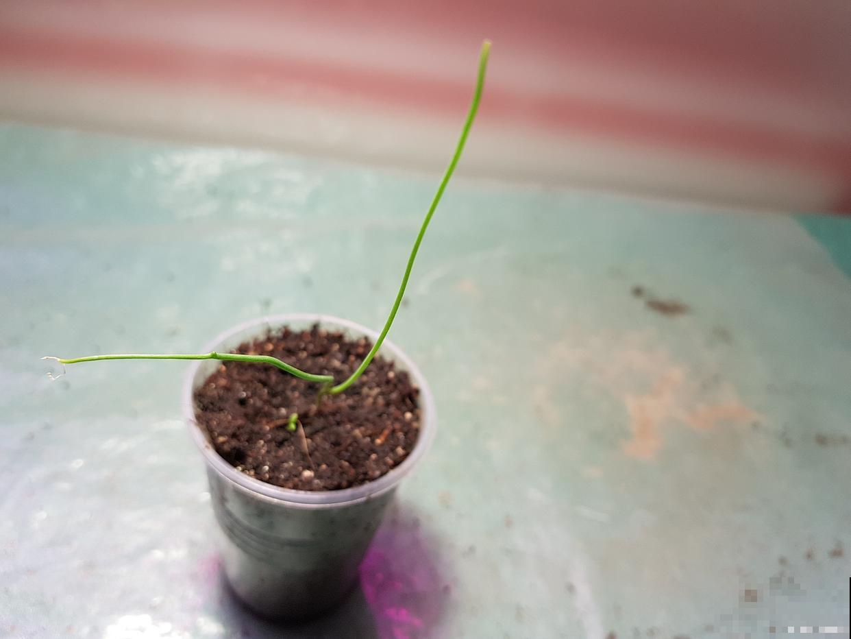 分株繁殖是什么意思 分株繁殖是什么意思