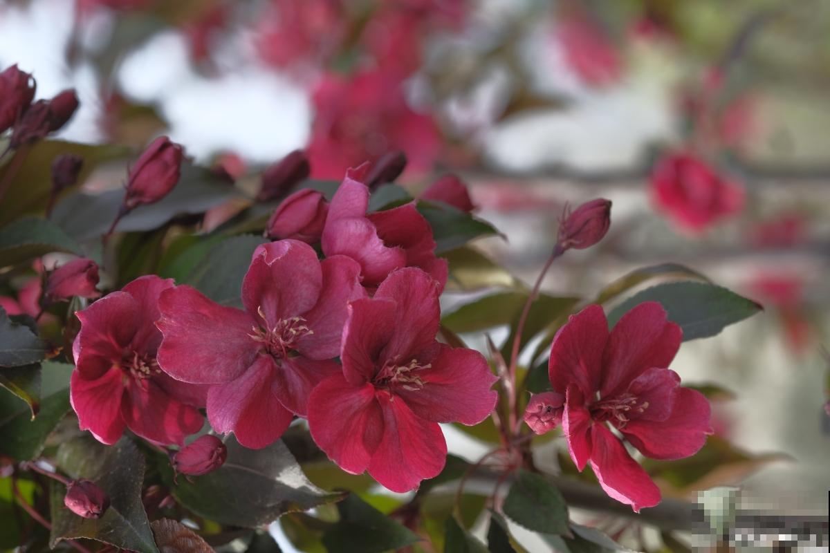 铁杆海棠怎么养? 铁杆海棠怎么养?