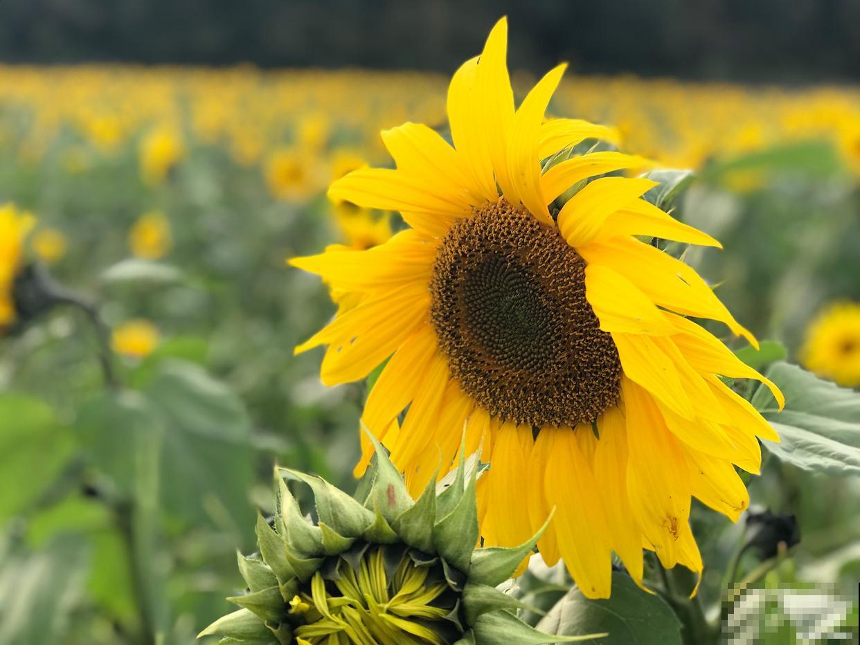 花坛花卉有哪些？