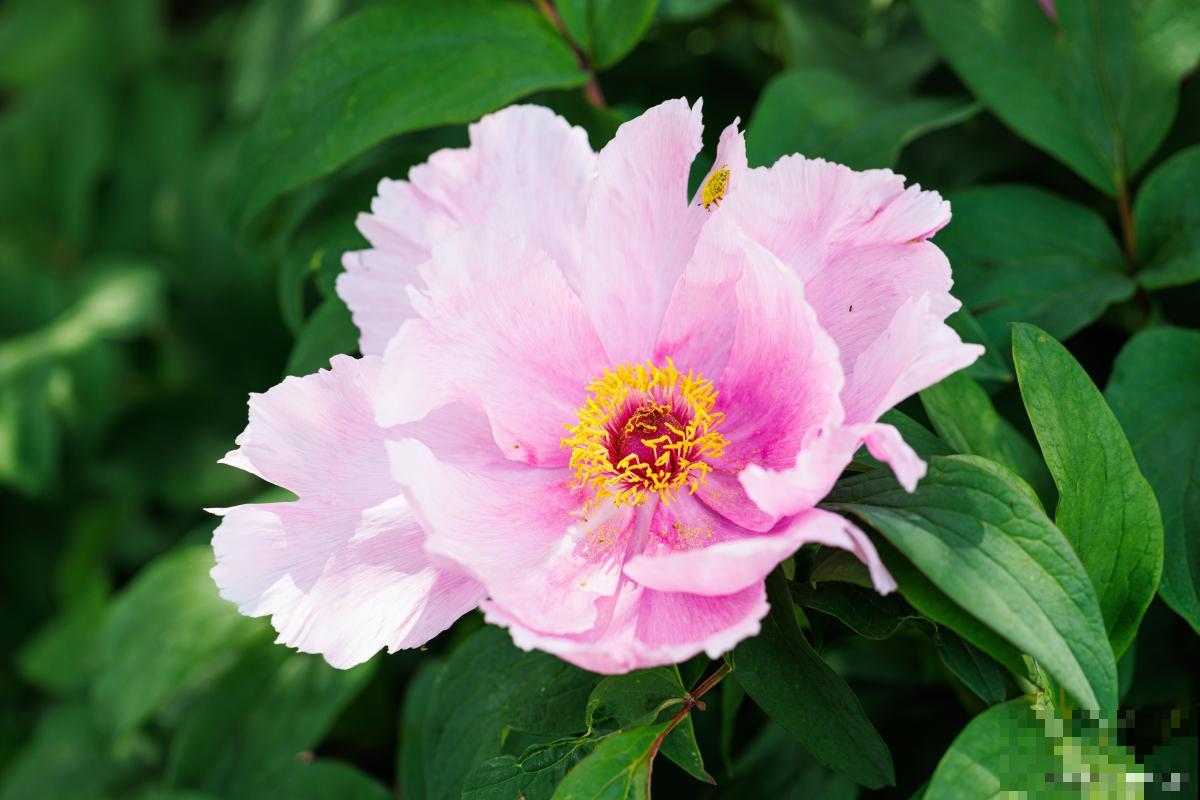 草本牡丹怎么养? 草本牡丹怎么养?