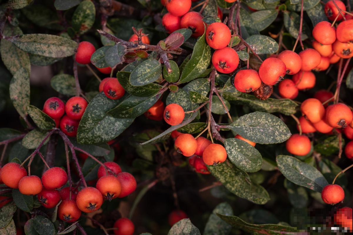 观果的植物有哪些