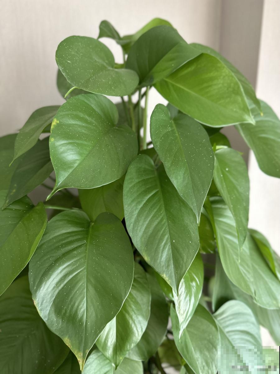 金钻如何养殖的？