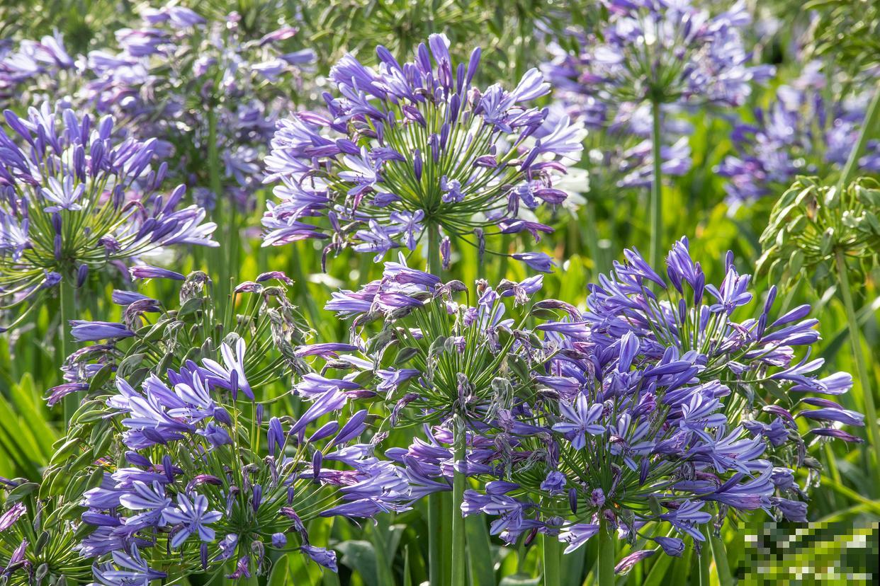 百子莲怎么养殖方法