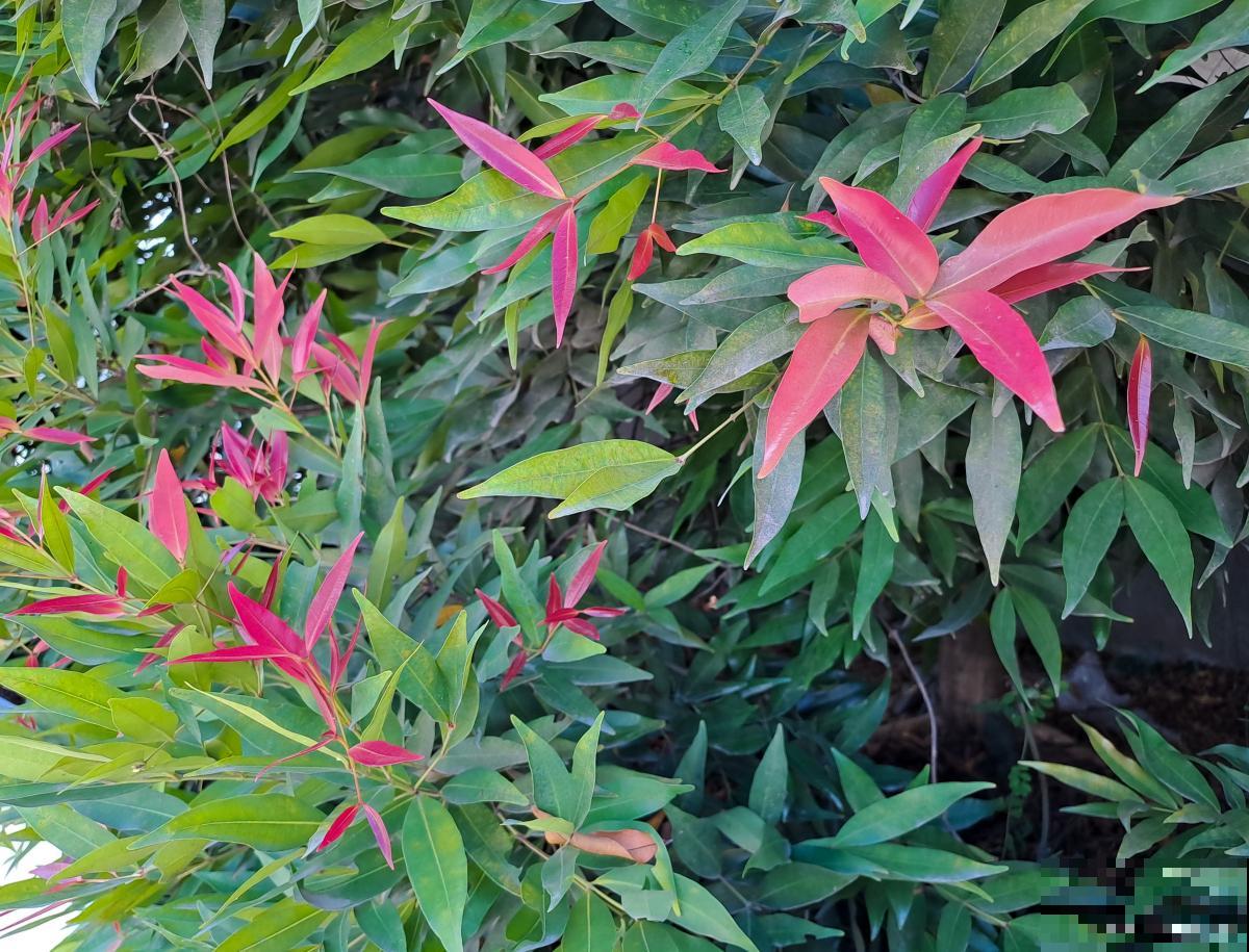 观果的植物有哪些