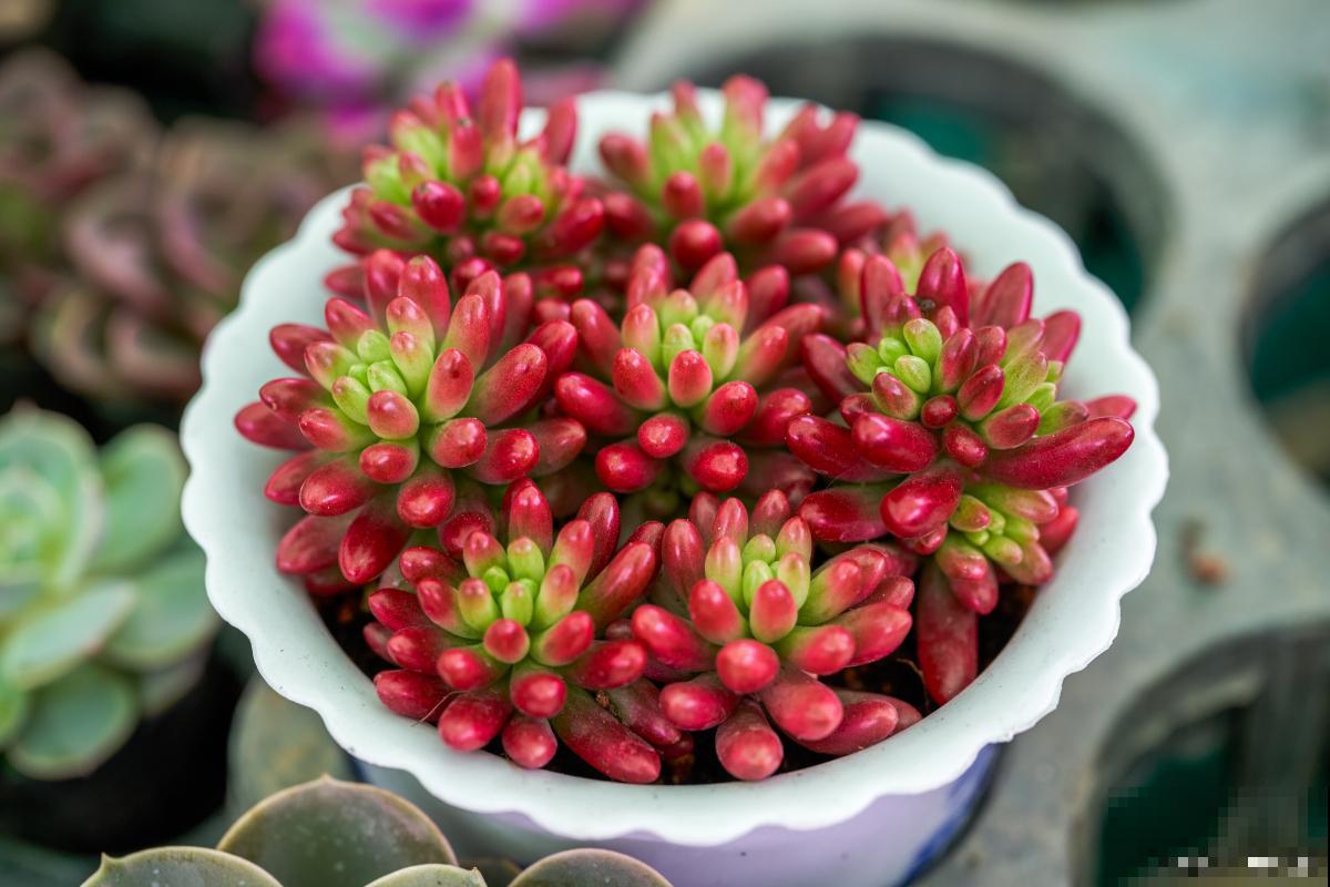 多肉变软了是什么原因 多肉变软了是什么原因