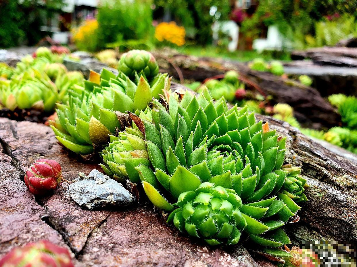 会开花的多肉植物有哪些