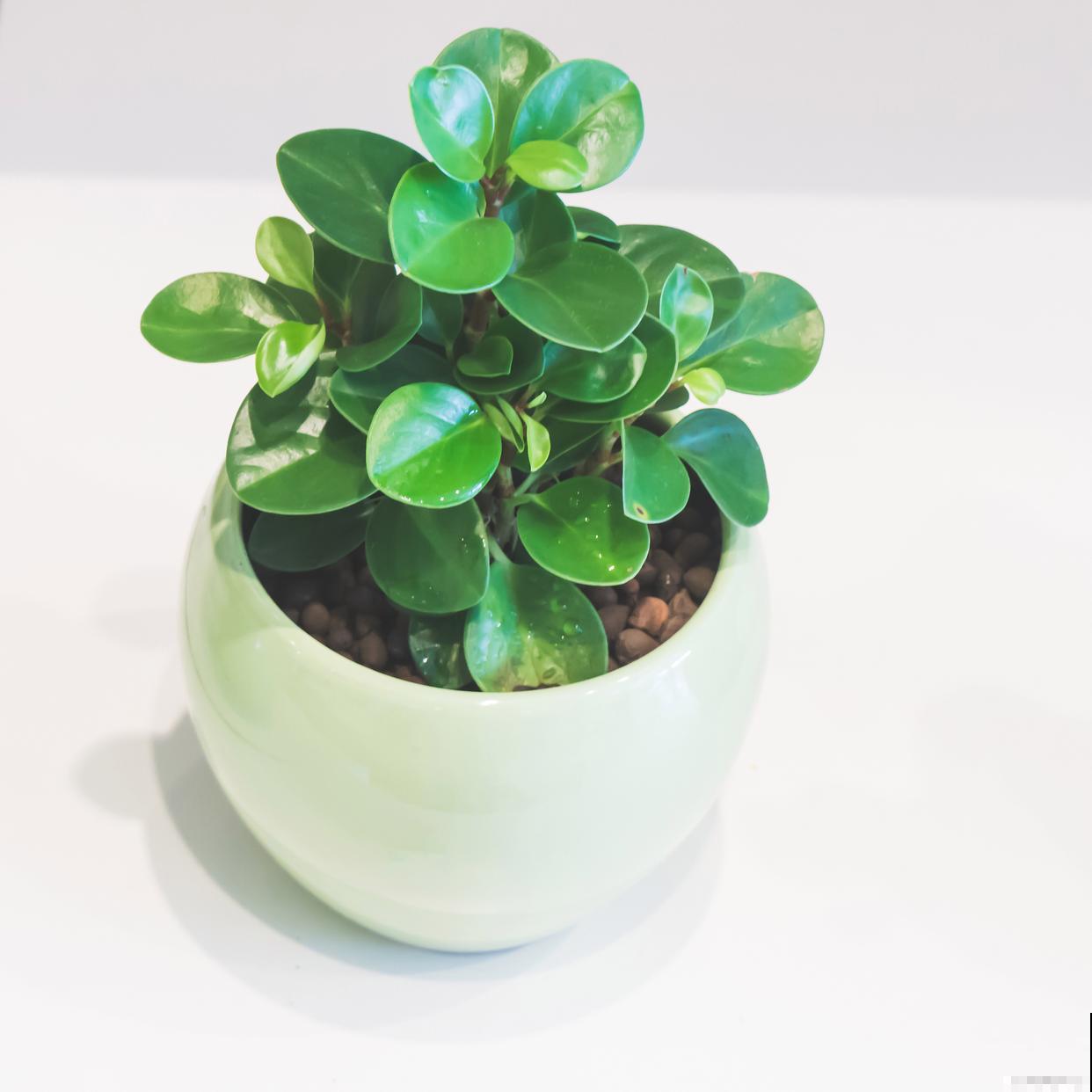 豆瓣绿适合什么土壤