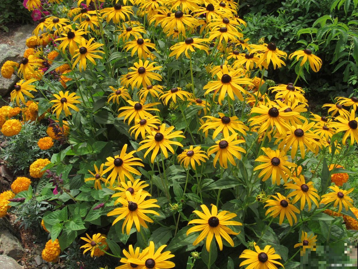 黑心菊什么时候播种比较好