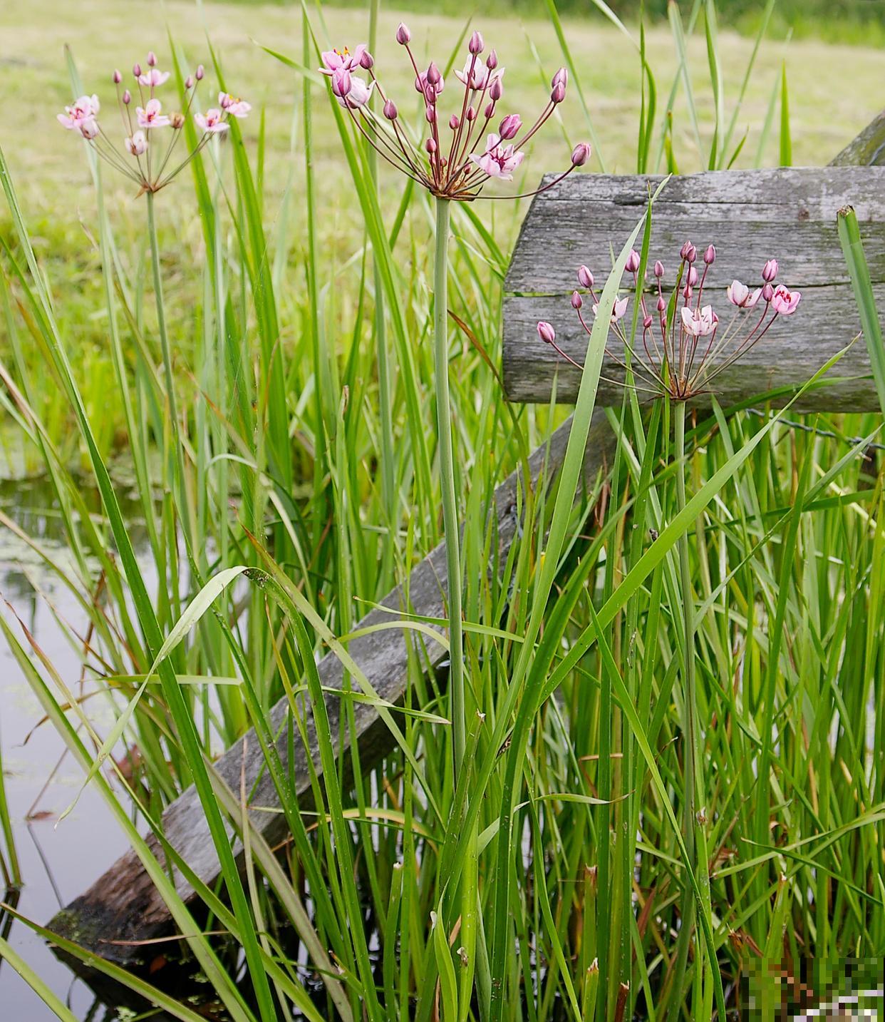 菖蒲如何繁殖的？