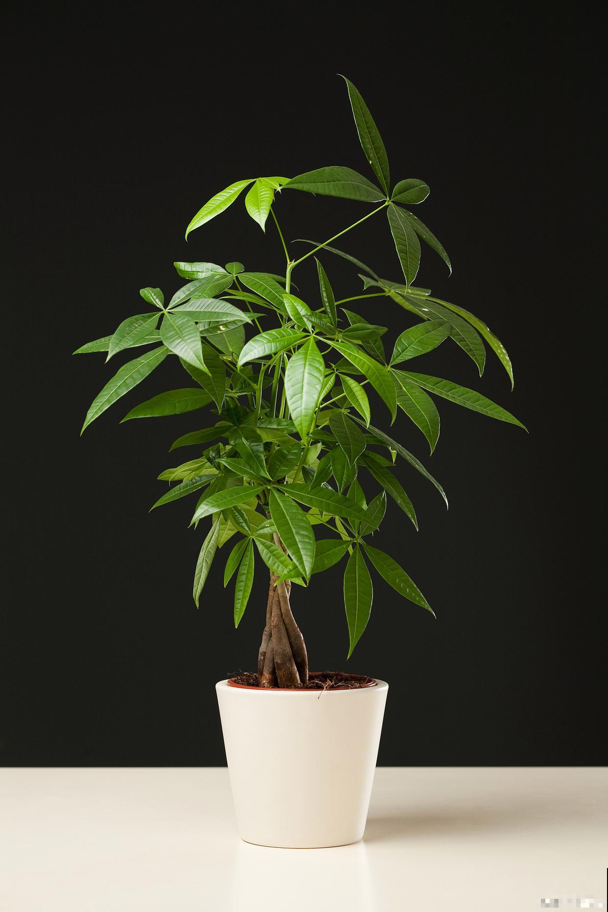 发财树叶子搭下来了怎么办 发财树叶子搭下来了怎么办