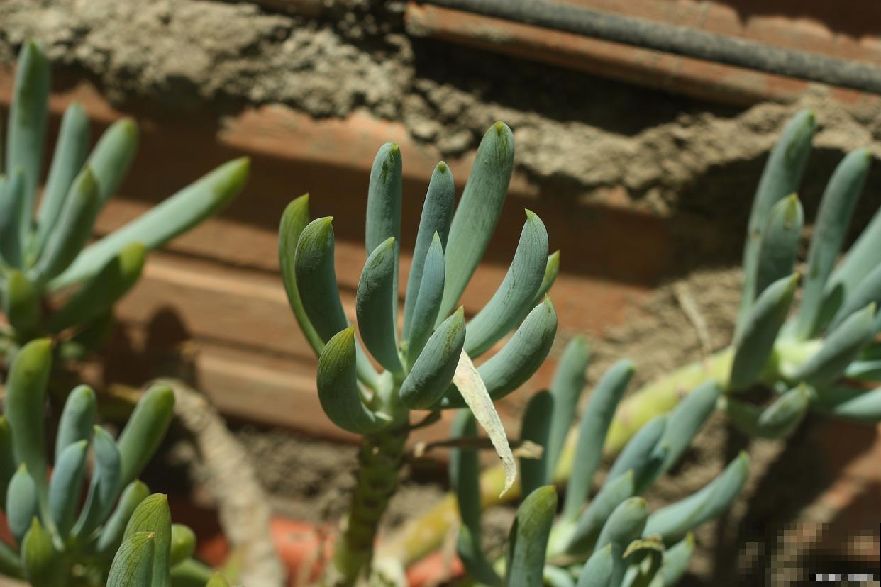 多肉鹿角怎么养？