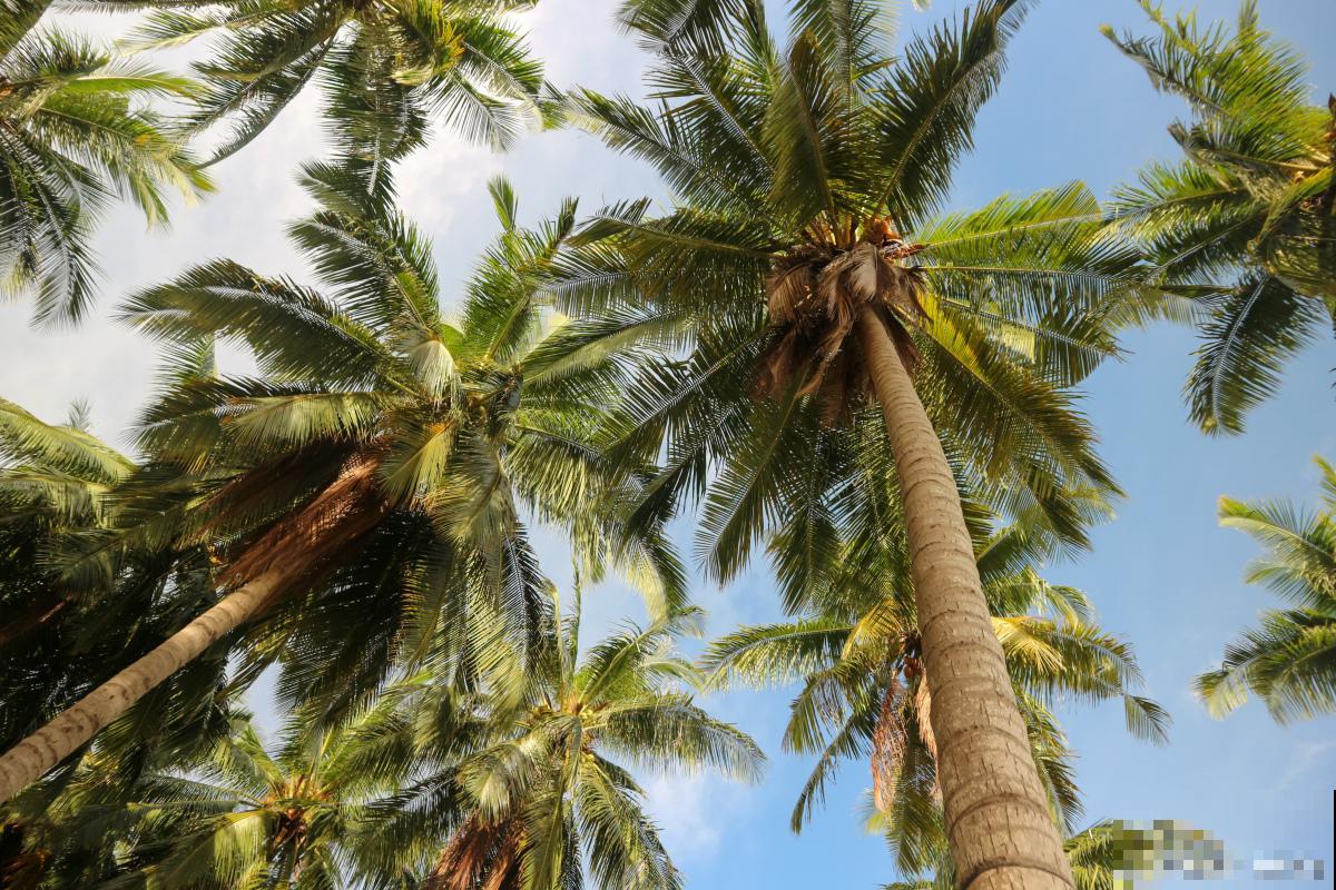 椰子树是怎么繁殖的 椰子树是怎么繁殖的