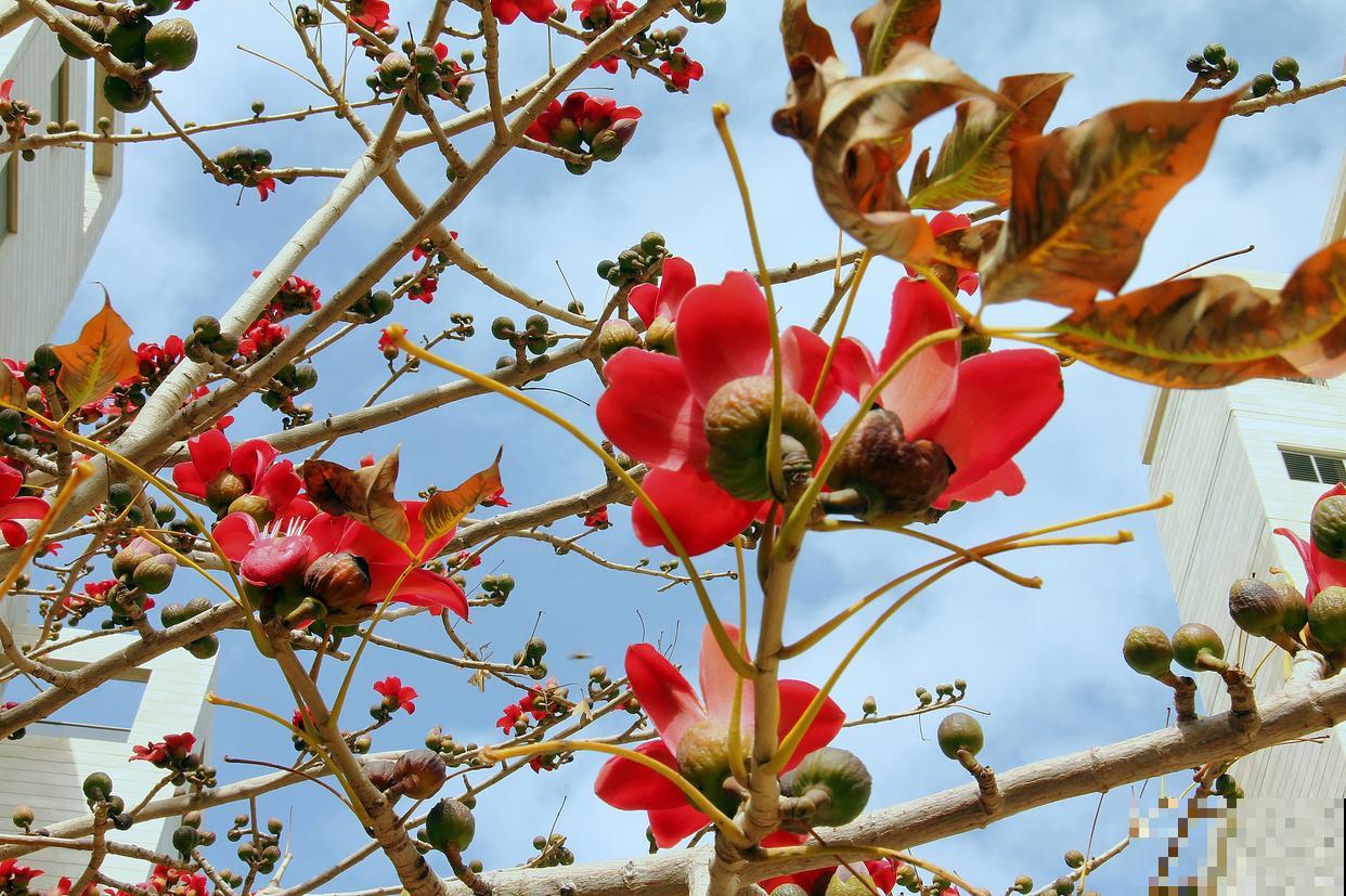 木棉树种多久开花