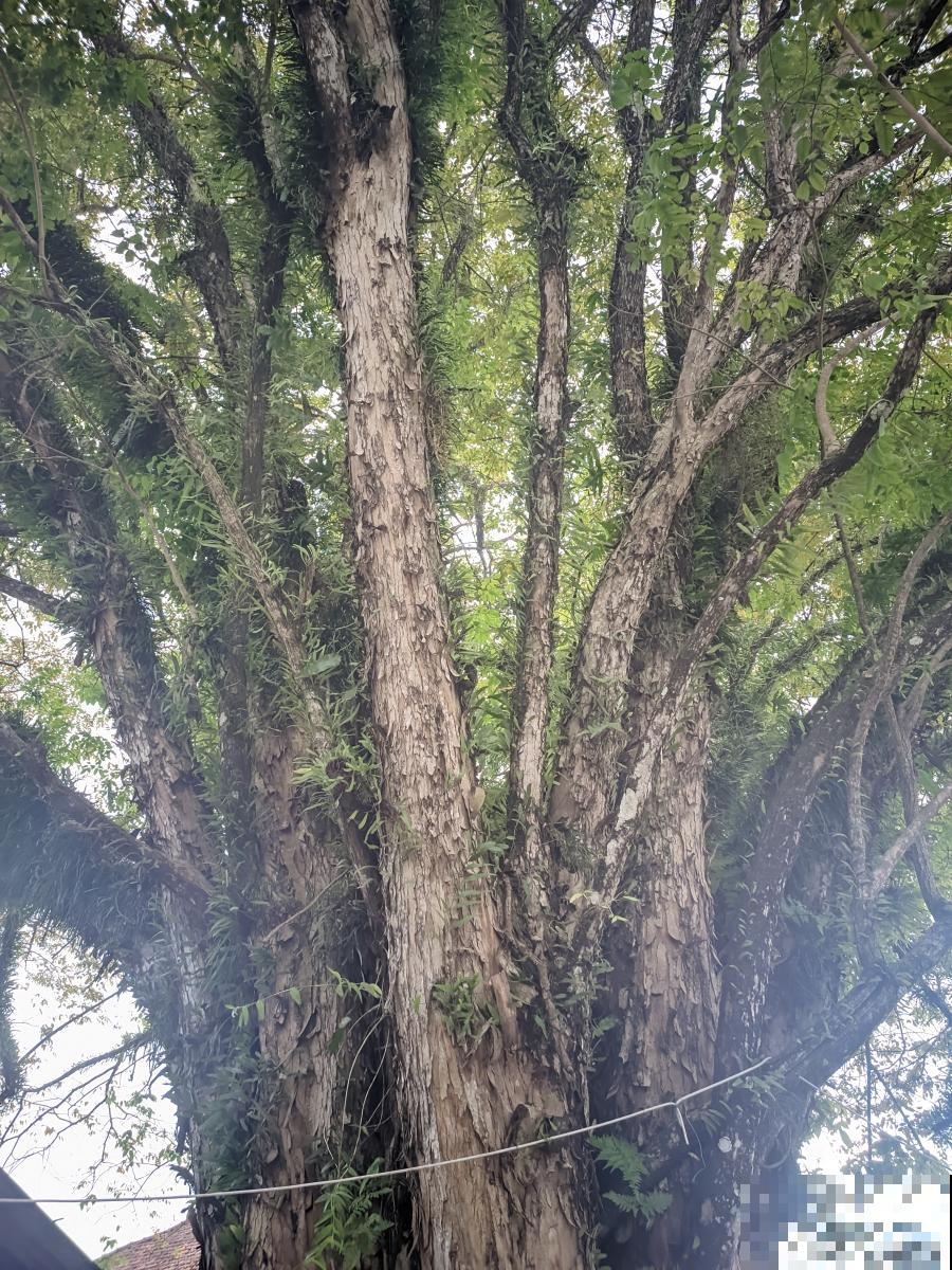 香木怎么养护的？