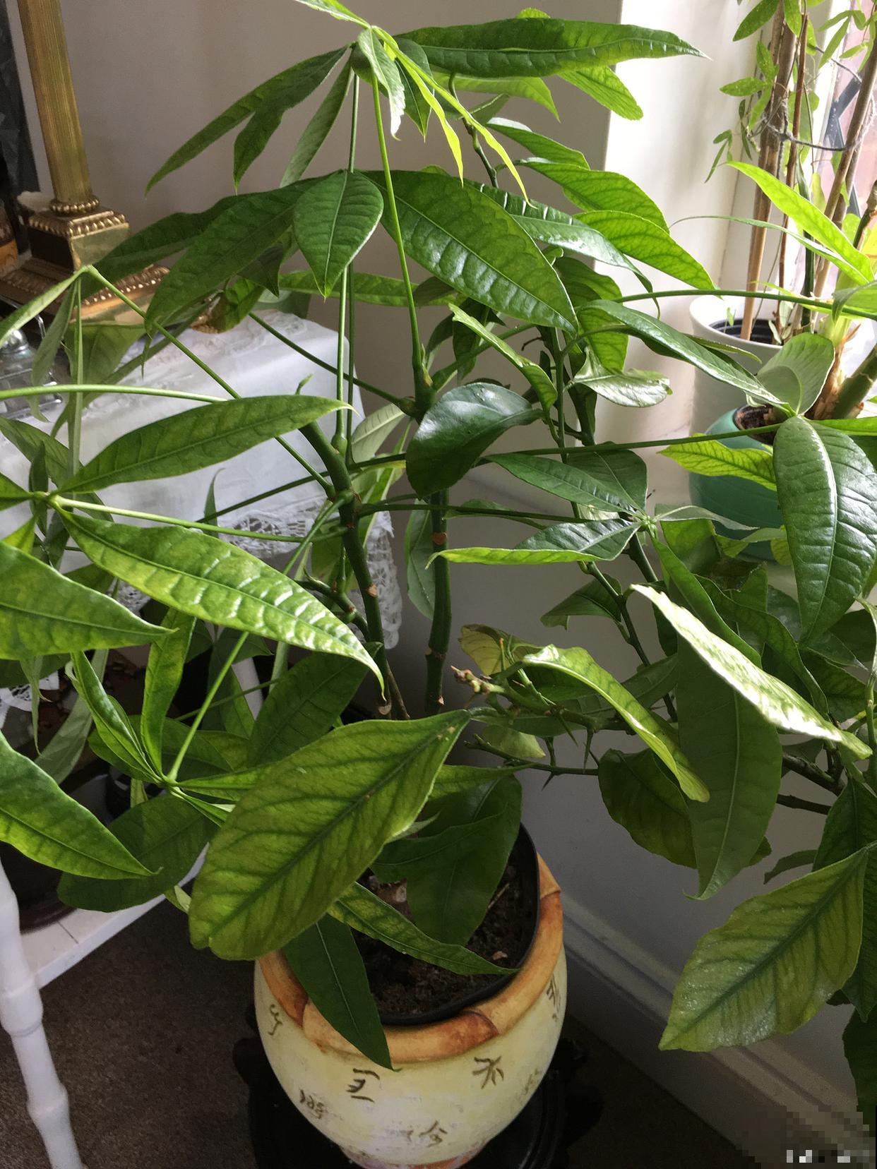 发财树如何繁殖? 发财树如何繁殖?