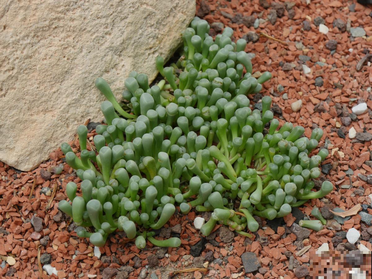 多肉鹿角怎么养？