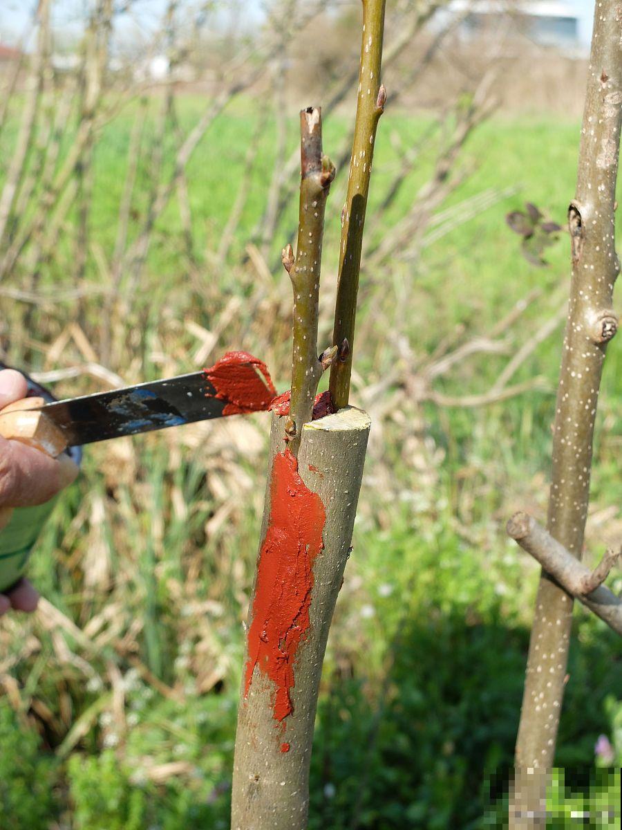 嫁接接穗怎么选择 嫁接接穗怎么选择