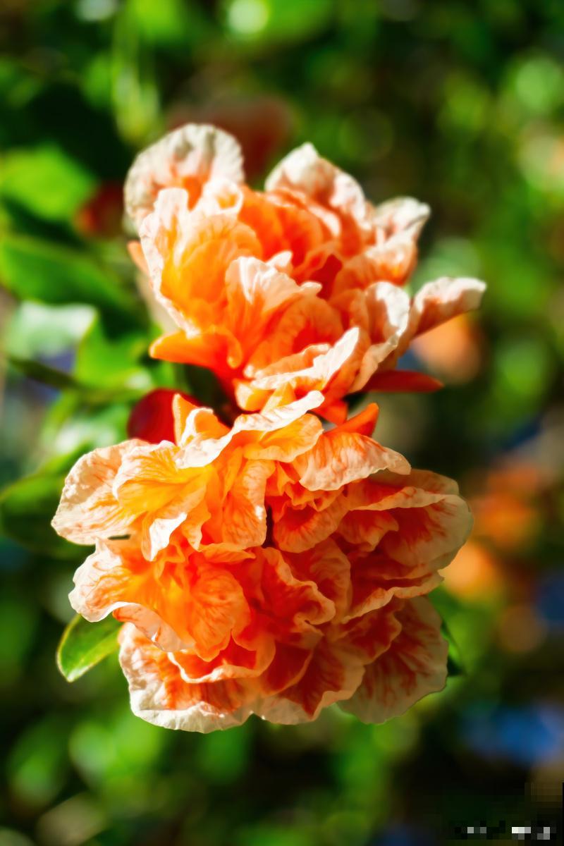 石榴花如何扦插？