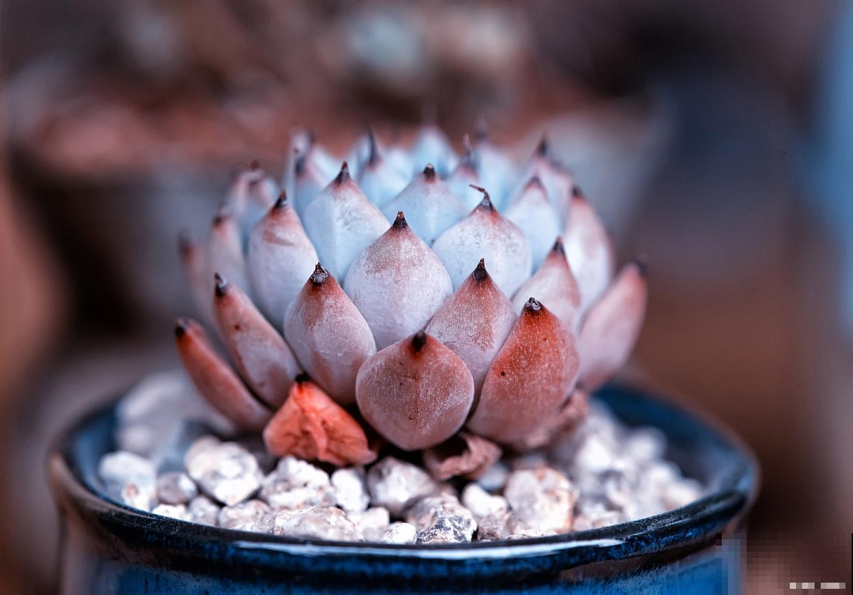 多肉天鹅绒怎么繁殖 多肉天鹅绒怎么繁殖