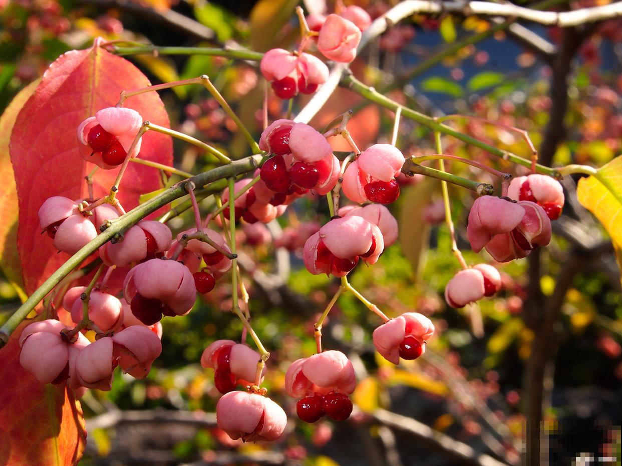 海棠果种子怎么种