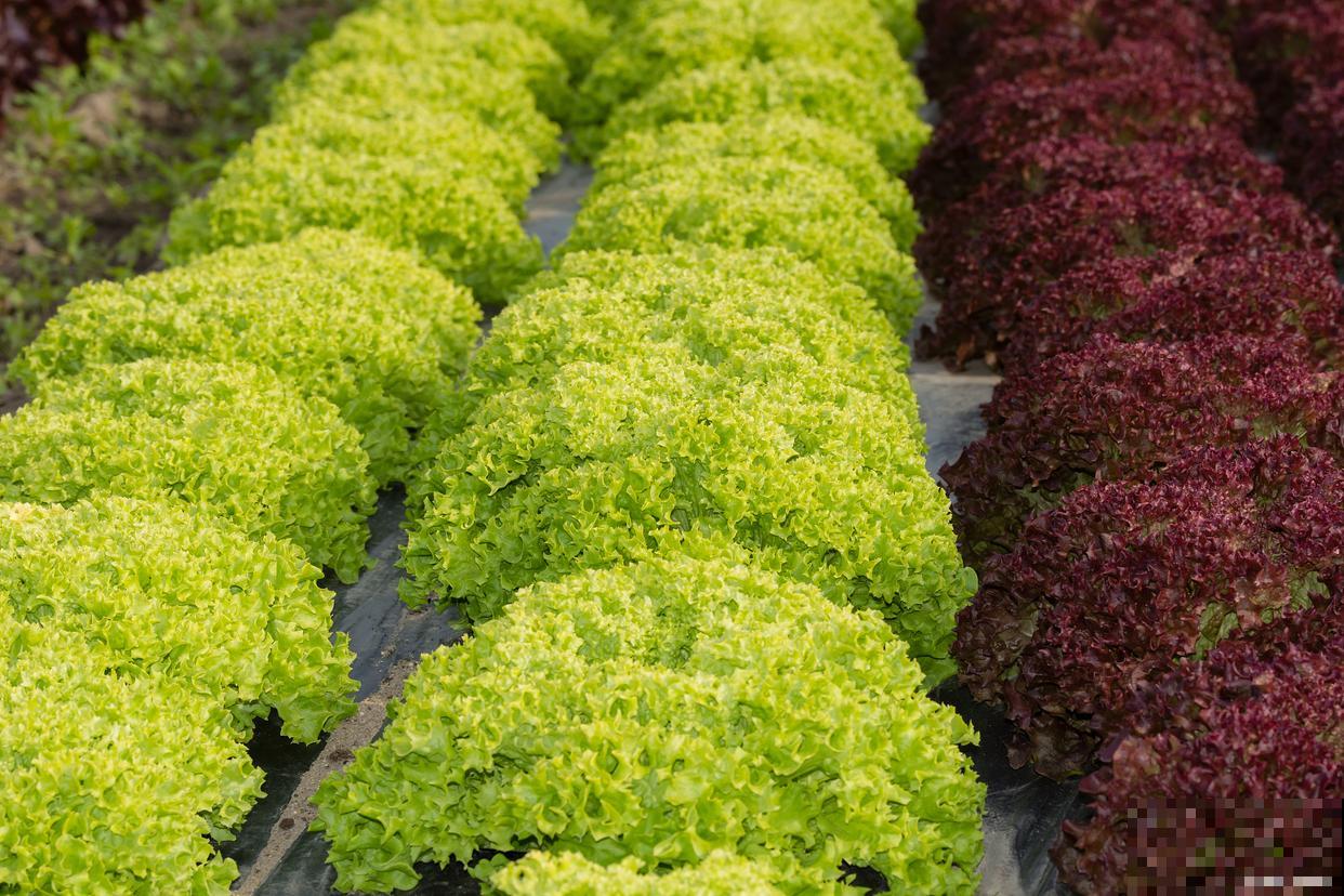 佛甲草怎么扦插? 佛甲草怎么扦插?