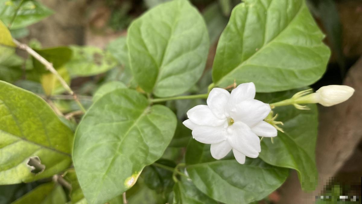 福建适合种什么花 福建适合种什么花