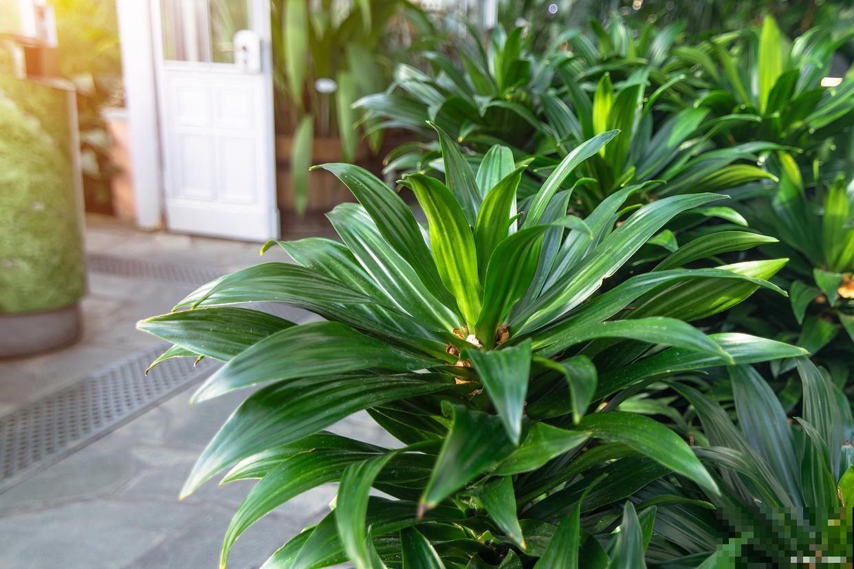 万年青怎么移栽？