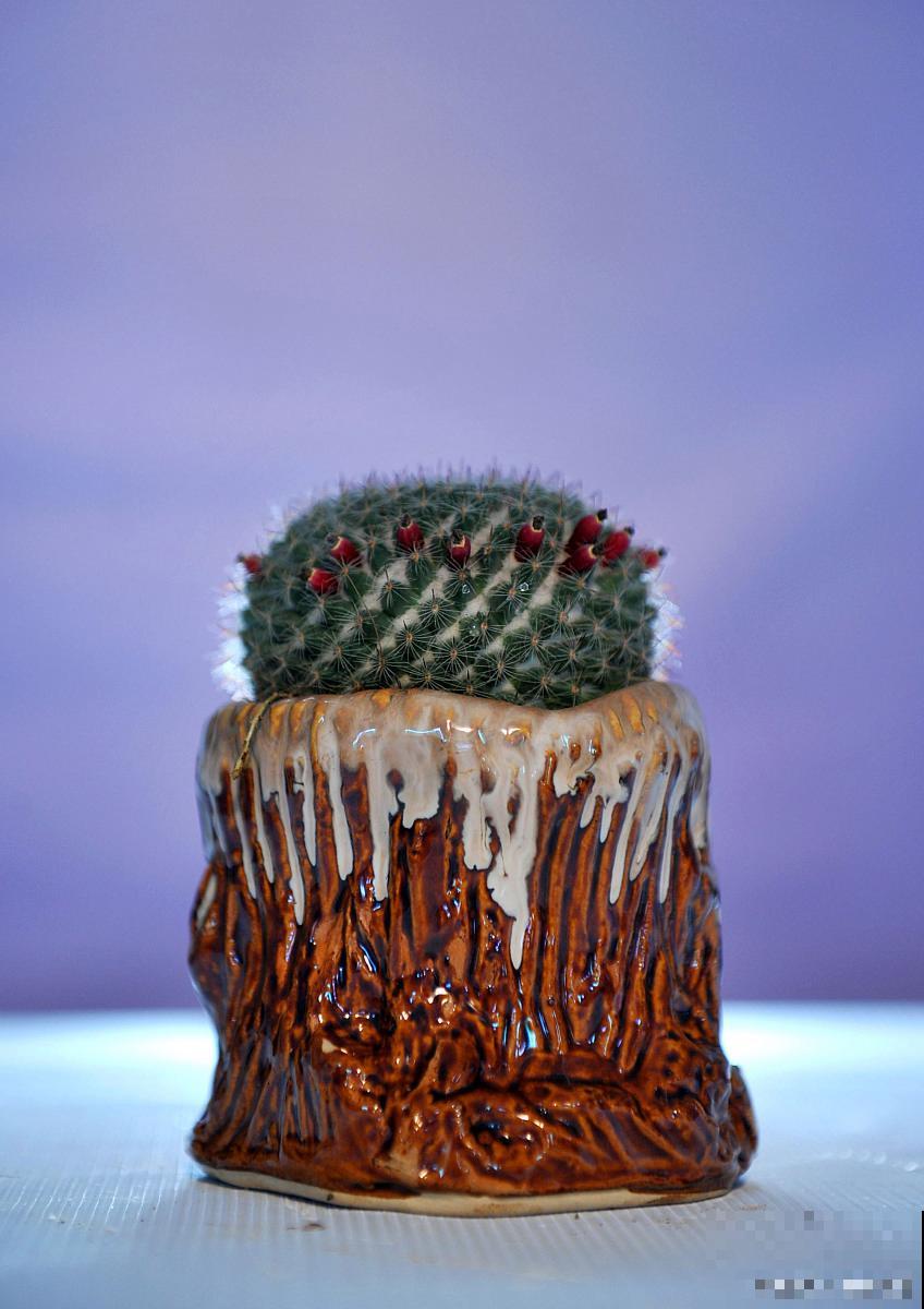 玉翁的花期多久？