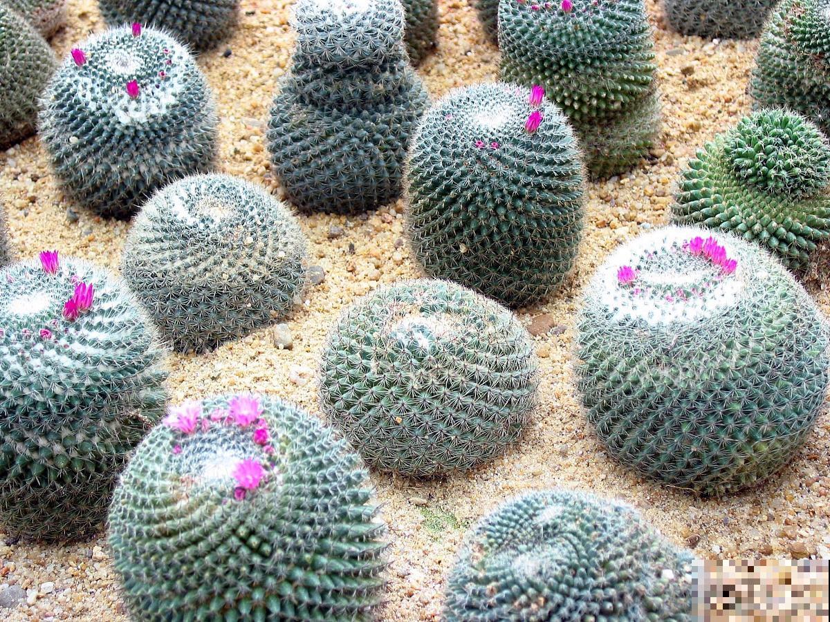 玉翁的花期多久？