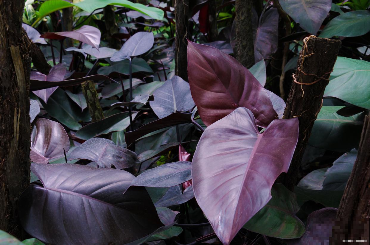 紫背竹芋什么时候开花 紫背竹芋什么时候开花