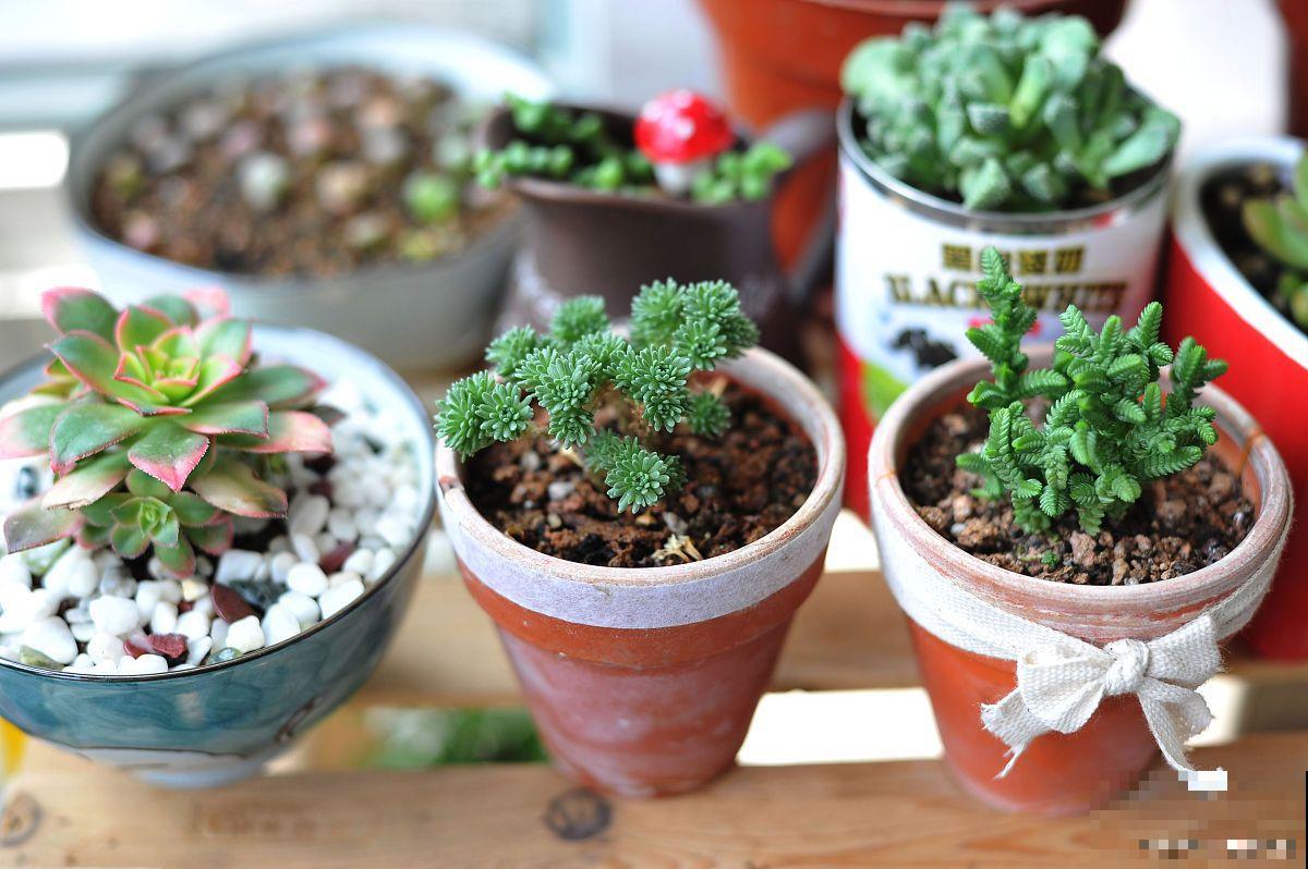 小人祭怎么扦插？