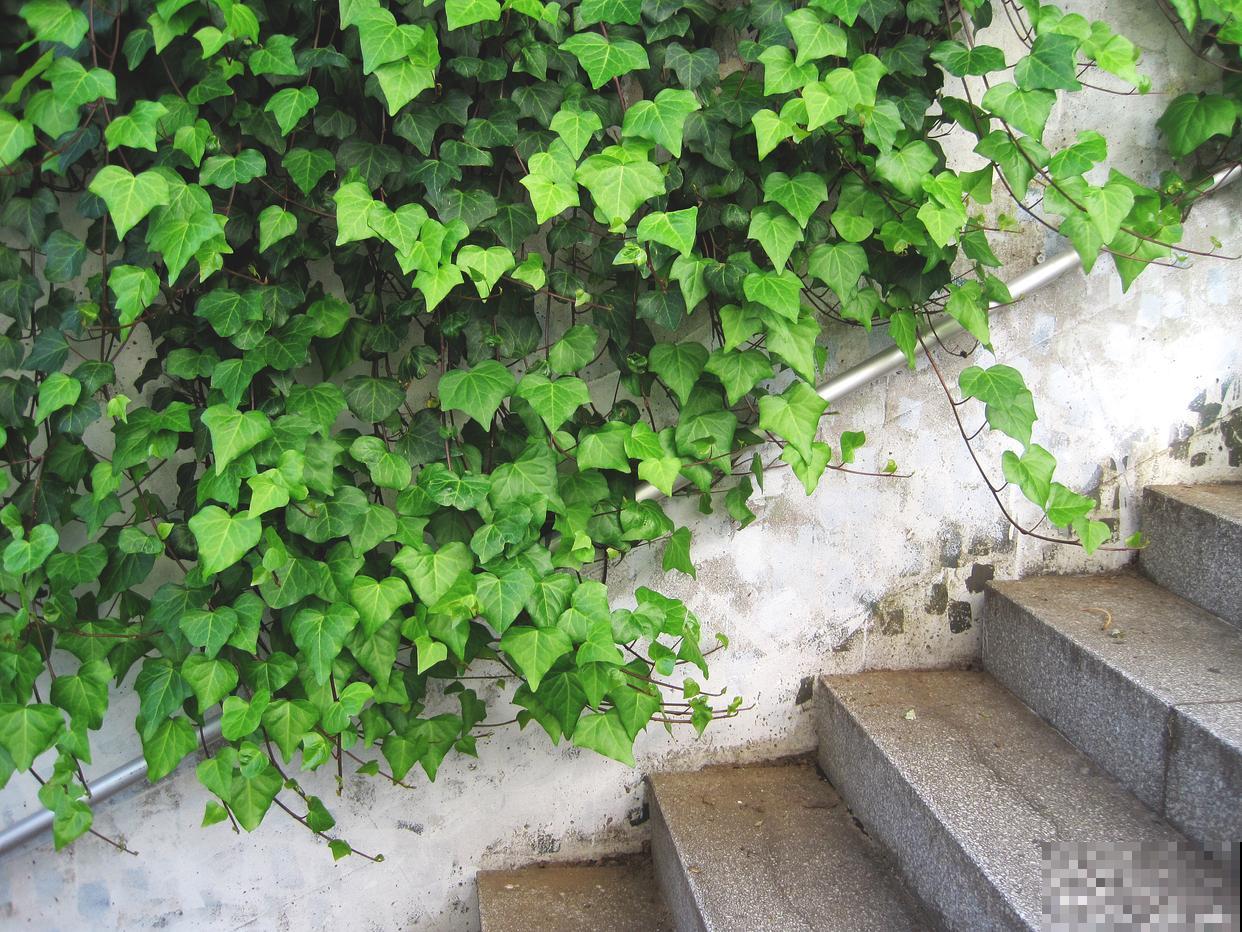 常春藤用什么肥？