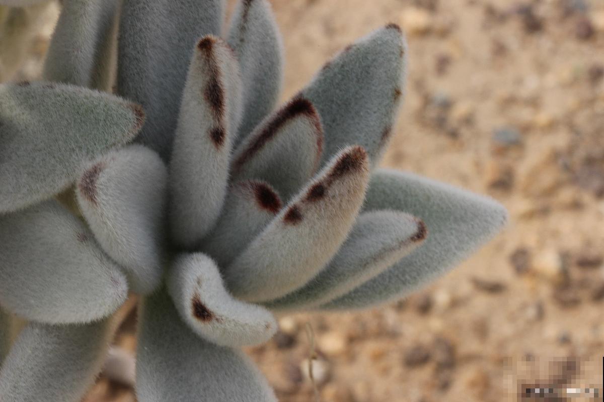 兔耳朵多肉怎么养 兔耳朵多肉怎么养