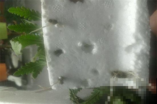 薰衣草能在水中培养吗