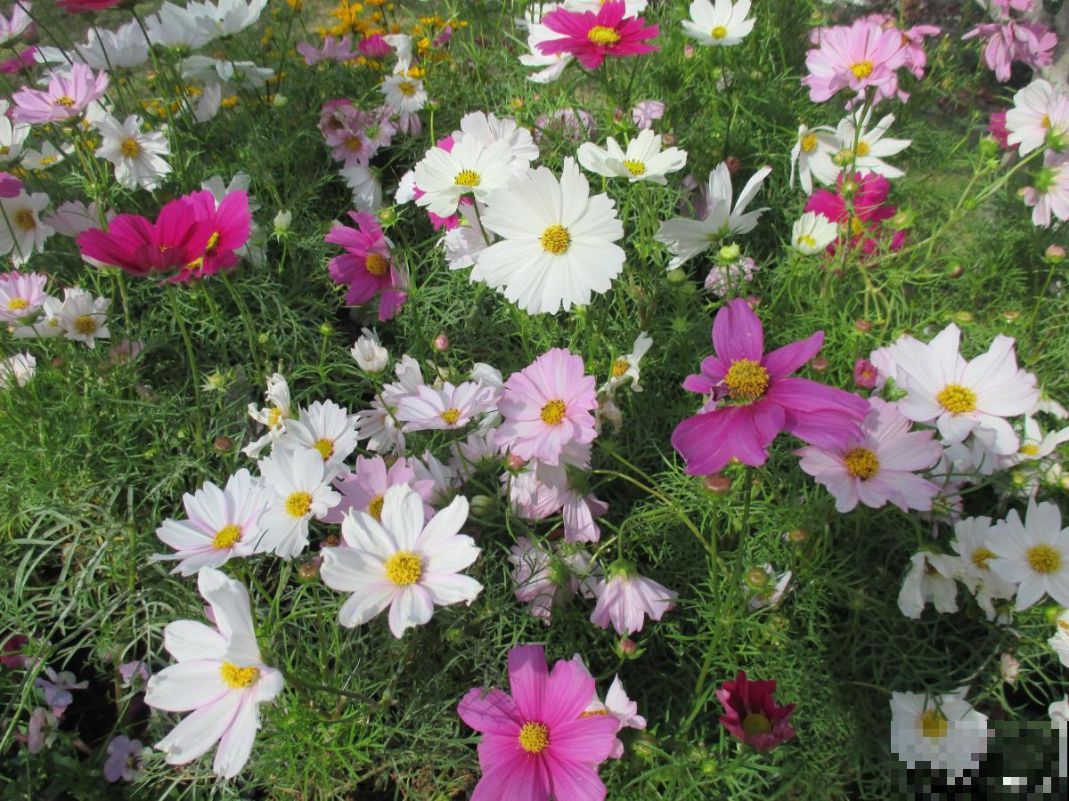 波斯菊要怎么种? 波斯菊要怎么种?