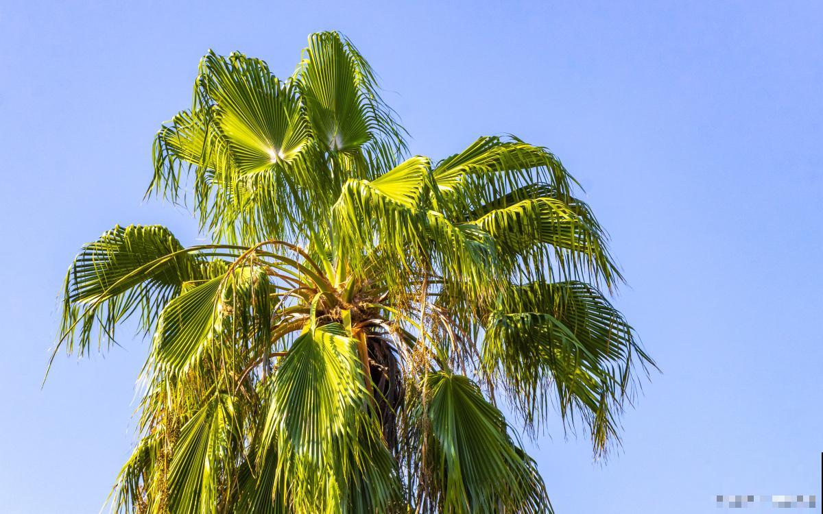 椰子树是怎么繁殖的 椰子树是怎么繁殖的