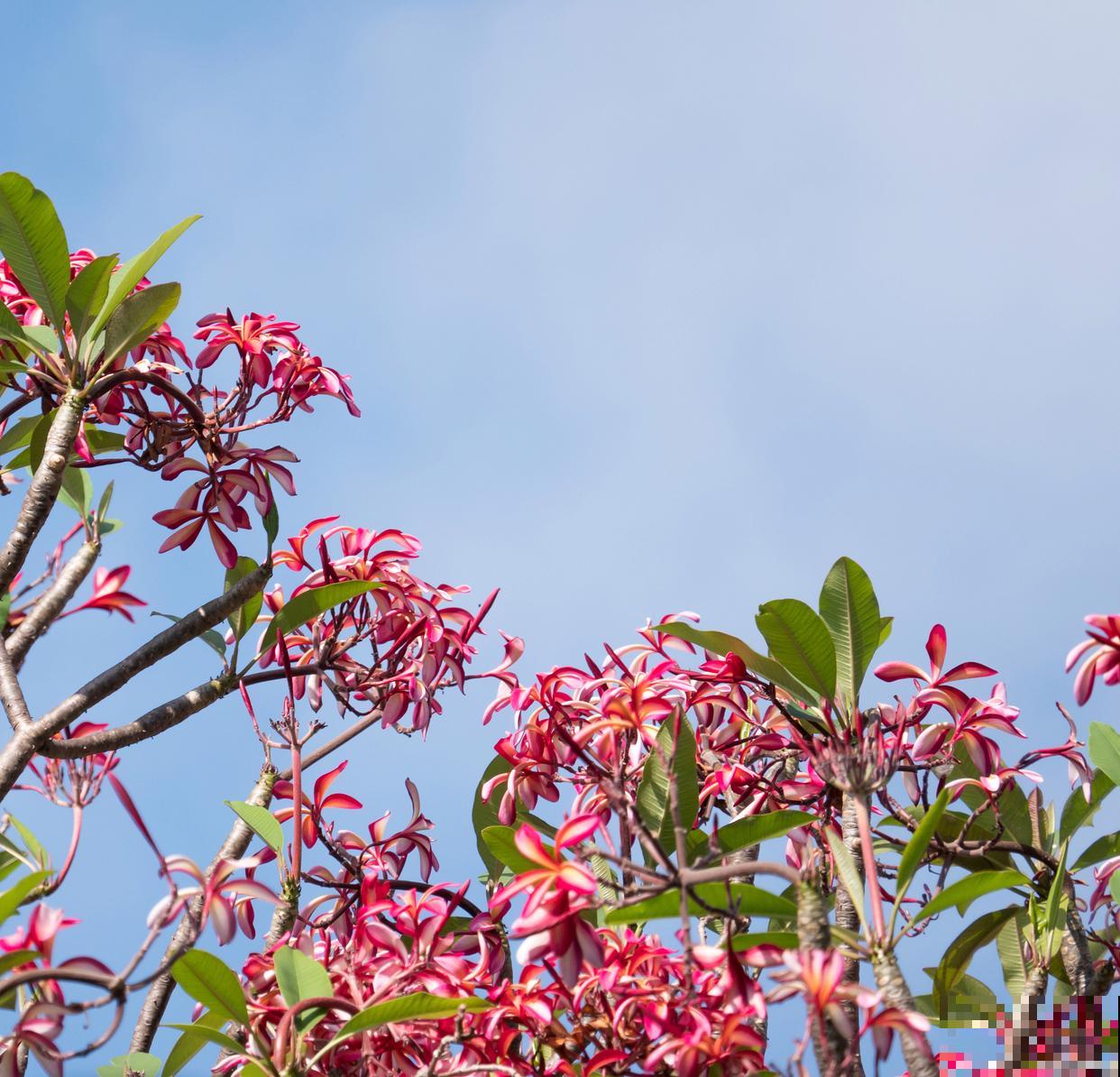 红花檵木的养殖方法和注意事项